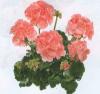 Plante de balcon muscate pelargonium zonale `rosetta`