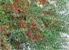 Arbust tarator de gradina cotoneaster horizontalis la