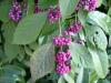 Arbusti de gradina cu boabe violet CALICARCA GIARALDIANA ghiveci 5-7 litri,h=30-40 cm