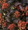 Arbusti decorativi prin frunze physocarpus opulifolius red baron c2