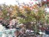 Artar japonez acer palmatum atropurpureumghiveci 130