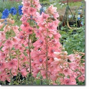 Flori de gradina  perene Delphinium nudicaule Pink Senzation