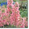 Flori de gradina  perene delphinium nudicaule pink senzation