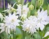 Flori de gradina perene aquilegia barlow white