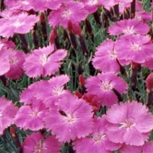 Flori de gradina perene GAROFITE Dianthus gratianopolianus Eydangeri, roz deschis