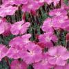 Flori de gradina perene GAROFITE Dianthus gratianopolianus Eydangeri, roz deschis