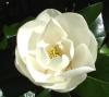 Magnolia grandiflora gallissoniensis  victoria clt 3