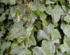 Plante agatatoare Hedera hibernica ghiveci 3 litri, h=80-100 cm