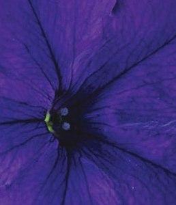Plante de balcon petunii curgatoare cu flori mari albastru inchis `Petunia hybrida pendula`