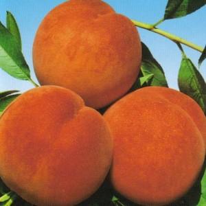 Pomi fructiferi Piersic soiul Suncrest la ghiveci. Puieti fructiferi altoiti.