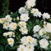 Trandafiri pitici de gradina Kent, planta formata cu radacina in ghiveci de 3.5 litri