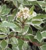 Arbusti foiosi de gradina cornus alba elegantissima la ghiveci 3-4