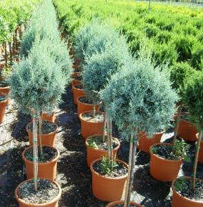Arbusti forme tunse BILA PE TULPINA / CUPRESSUS ARIZONICA ghiveci 10 litri, diam = 30 cm
