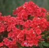 Flori de gradina perene flox phlox paniculata red de 11