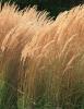 Graminee perene calamagrostis acutifolia karl foerster