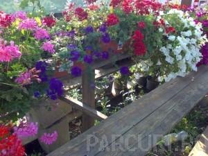 Plante de balcon petunii curgatoare cu flori mari albe`Petunia hybrida pendula`
