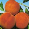 Pomi fructiferi piersic soiul suncrest. puieti fructiferi altoiti.