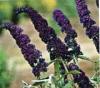 Arbust de gradina BUDDLEIA DAVIDII Black Knight/Llilac de vara ghiveci 5-7 litri h=120-150cm