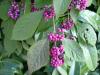 Arbusti de gradina cu boabe violet calicarca giaraldiana ghiveci 5-7
