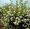 Arbusti parfumati PHILADELPHUS CORONARIUS (iasomie) h=80-100cm ghiveci 3-4 litri pt garduri vii
