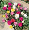 Flori de gradina anuale portulaca grandiflora - floare de piatra