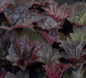 Flori de gradina perene 'Heuchera Boysenberry', frunzis bordo  inchis