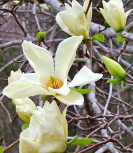MAGNOLIA ELIZABETH (magnolia cu flori galbene) ghiveci 5 litri, h= 40-60 cm