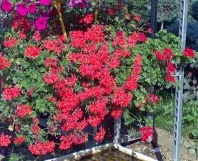 Plante de balcon muscate curgatoare albe cu floare simpla Pelargonium peltatum Cascade ghiveci 12cm