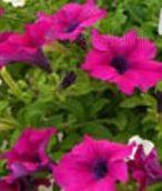 Plante de balcon petunii curgatoare cu flori mari purpurii`Petunia hybrida pendula`