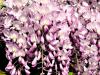 Plante urcatoare wisteria floribunda rosae (glicina) ghiveci 7l