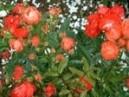 Trandafiri pitici de gradina  M. Morsdag orange, planta formata cu radacini la ghivece de 3.5 litri