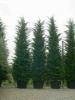Arbori rasinosi CUPRESSOCYPARIS LEYLANDII ghiveci 3-4 litri, h=80-100 cm