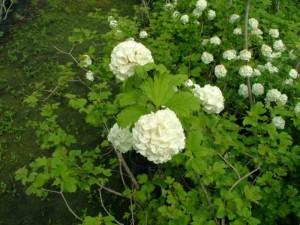 Arbusti  VIBURNUM OPULUS` ROSEUM` /Calin  h=60 cm ghiveci 3-4 litri