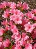 Arbusti cu flori azalea japonica blaw pink vlt 10,