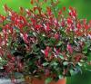 Arbusti de gradina photinia fraserii nana ghiveci 3