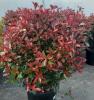 Arbusti evergreen photinia fraserii carre rouge,