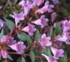 Arbusti parfumati de gradina ABELIA EDWARD GOUCHER in ghiveci de 3-5 litri,  h=30cm tufa formata