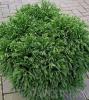 Arbusti rasinosi cryptomeria japonica `globosa nana`diam 050 ghiveci