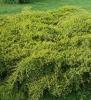 Arbusti rasinosi juniperusxmedia  old gold ghiveci