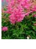 Flori de gradina perene ASTILBE x &times; arendsii Anita Pfeifer , culoare roz ghivece de 4litri