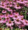 Flori de gradina perene Echinacea purpurea Bright Rose ghiv cu diam 15 cm