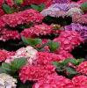 Flori perene hortensia hydrangea macrophylla red