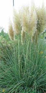 Ierburi graminee Cortaderia sellona Argentea (iarba de pampas)h=0.5 m