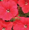 Plante de balcon petunii curgatoare cu flori mari rosii `Petunia hybrida pendula`