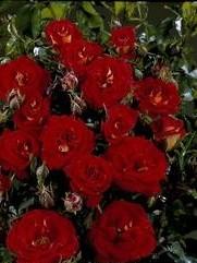 Trandafiri pitici de gradina Magic, planta formata cu radacina in ghiveci de 3.5 l