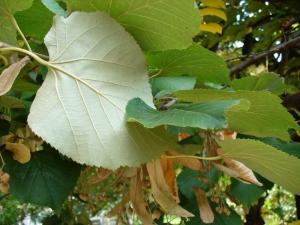 Arbori foiosi TILIA TOMENTOSA / TEIUL ARGINTIU h= 100-120