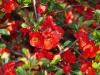 Arbusti cu flori chaenomeles /gutui japonez h=40-50 cm ghiveci 3-5