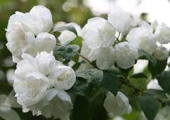 Arbusti parfumati  PHILADELPHUS CORONARIUS`VIRGINAL` /Iasomie flori duble h= 60-100 cm ghiveci 5-7 litri
