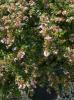 Arbusti parfumati de gradina ABELIA GRANDIFLORA in ghiveci de 5 litri,  h=50cm tufa formata