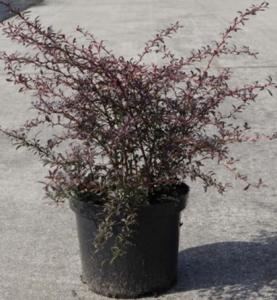 Arbusti pitici BERBERIS THUNBERGII RED DREAM, C2